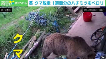 民家の軒下にクマ出没！？ 逃走中に1週間分のハチミツたいらげた “クマった”2頭の脱走劇 英