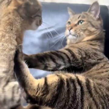 パパ猫がママ猫を毛づくろい→突然ママ猫が起き上がり、次の瞬間…『まさかの光景』が145万再生「癒される」「人間みたいなことするんだね」