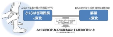 ふくらはぎが細くなったら筋量減少のサイン　世界初！ふくらはぎ周囲長の変化と筋量の変化の関係性を縦断的に検討