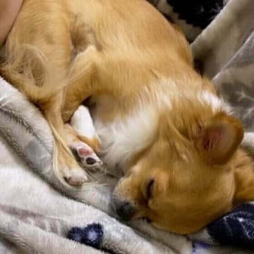 「シニア犬の睡眠Q＆A」睡眠の質チェックリストも