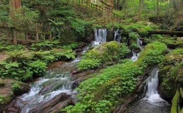 100年の時を経て磨かれた若狭の名水が育んだ、涼やかに透き通る「小浜の葛まんじゅう」