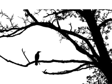 野鳥が一番良く見えるのは？ バードウォッチング5つの心得【眠れなくなるほど面白い 図解 カラスの話】