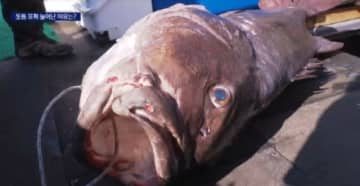釜山で長さ1．7メートルの「伝説の深海魚」が5匹釣れる…「地震の前兆？」