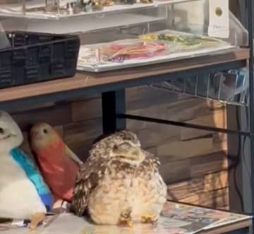 陳列されとる...　〝商品〟になりきるフクロウに7.4万人もん絶「なにこのかわいい置物」