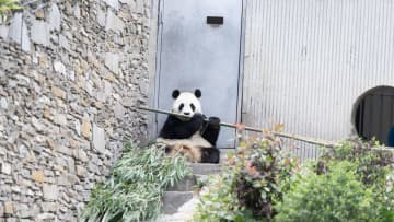 パンダの「福宝」、食事タイムに竹を堪能　中国四川省