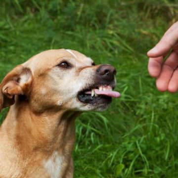 犬が『人を好き嫌い』するときの4つの心理　好みが分かれる理由から仲良くなるためのコツまで
