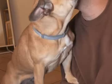 ピアノを弾く飼い主にうっとり…　表情に「心がとろける」「かわいすぎ」