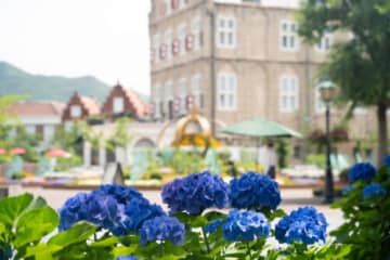 ハウステンボスで「あじさい」見頃　春の花イベント最終盤