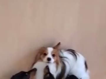 『犬の幼稚園』の光景に「笑った」　明らかにタジタジの愛犬、そのワケが…？