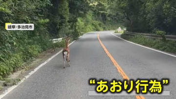 【独自】子鹿に気を取られていると…奈良の山道で突然“鹿”目の前を横切り衝突寸前に　岐阜では道路を左右にクネクネ“あおり鹿”も