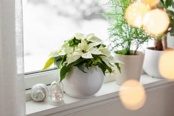 実は育てるのが難しい観葉植物８選！水・湿度・光・剪定から徹底評価