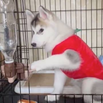 「生まれて初めて水の泡を見た」ハスキーの子犬　「完全にフリーズ」する姿が話題に！