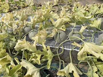 メロンの病害　茨城県内で初確認　アブラムシ媒介　ウイルス感染で葉が黄色に