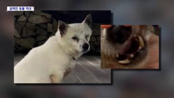 【物議】現役軍人ら3人が犬4匹に1時間超“BB弾乱射”…そのうち1匹が治療中に死ぬ他3匹も重傷　動物保護団体が厳罰化求め「請願署名運動」開始　韓国