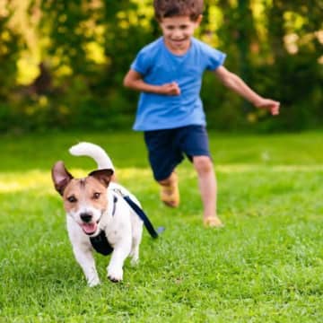 『犬を追いかけると逃げる』心理4選　嬉しそうにしてるけど、どんな気持ちなの？