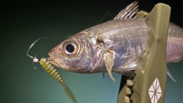 【アジング入門】初心者の方必見！アジングの釣り方、ワームカラーセレクトなど、釣果UPの秘訣を徹底解説！