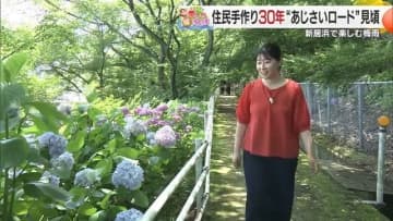 梅雨の憂鬱を吹き飛ばす新居浜の絶景スポット“あじさいロード”と「めっちゃ美味しい！」季節限定メロンパフェ【愛媛発】