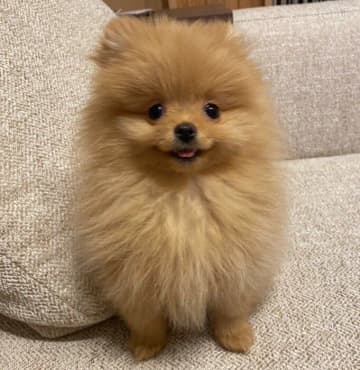 トイレを成功させて“得意げな表情”になるポメラニアンの子犬　「おやつくれ！」とアピールする姿からわかること｜獣医師解説