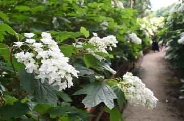アジサイ咲き誇る　茨城町・涸沼自然公園