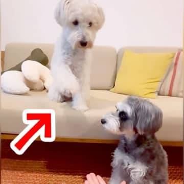 『こうだよ、こう…』オテの指示を無視する犬→見かねた兄犬が…優しい光景と『まさかの結末』に「ブレないｗ」「他人事で笑った」と3万再生