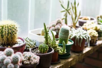 サボテンのIQは2～3程度あるって本当か　植物に脳や知性があるかどうかまで解説
