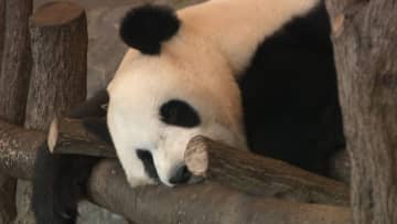 パンダ4頭があす中国に帰国　最後の姿を見ようと大勢の来場者　和歌山・白浜町のアドベンチャーワールド