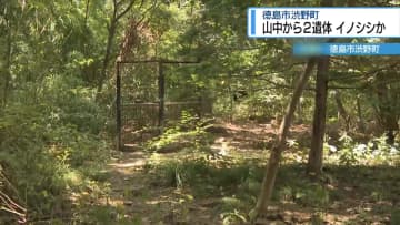 イノシシに襲われたか…山中に男性2人の遺体　徳島市