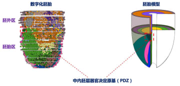哺乳類の胚における初期器官発達の謎、中国の研究者が解明