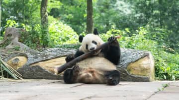 パンダのシャンシャン、今日も元気に食事　中国四川省