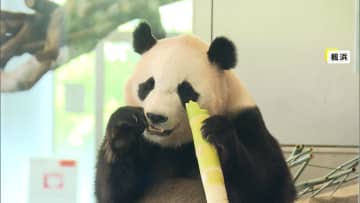 パンダ4頭まもなく“最後の別れ”　あす中国に返還…大勢のファンが別れ惜しむ　和歌山・白浜町のアドベンチャーワールド