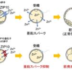 卵子内の亜鉛が「亜鉛スパーク」の誘起と正常な胚発生に必要　麻布大学など解明
