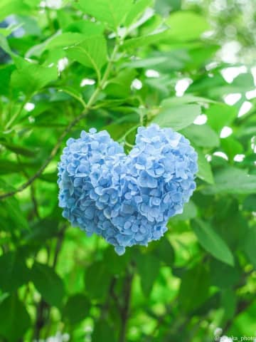 「見つけた人ラッキー」「なんだか心がホッコリ！」　珍しい〝カタチ〟の紫陽花に1.1万人ビックリ