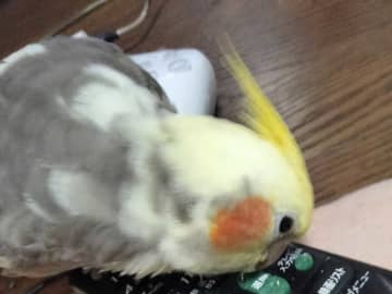 「やめてほしいんですけど…」　オカメインコの『いたずら』に「大惨事だ」「許してあげて～」