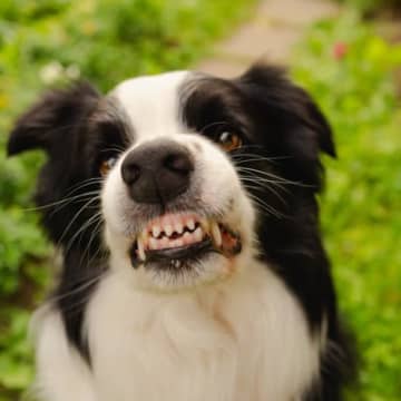 犬が人に『嫌なことをされた』ときにみせる行動5選　愛犬が拒否反応を示したら飼い主はどうすべき？