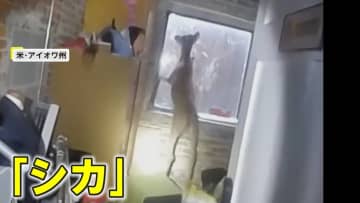 早朝の美容室に窓をぶち破り侵入した“荒ぶる強盗犯”の正体は…鹿　警察官「落ち着くんだ」と“説得”・捕獲　アメリカ・アイオワ州