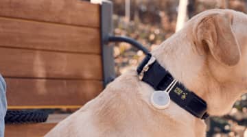 ペットが迷子になる前に。スマホで見守るスマートタグ「Bremen Pet Tag」