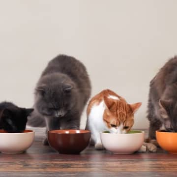 愛猫の『ご飯を出しっぱなし』にしないほうがいい？置き餌が危険な3つの理由