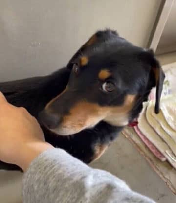 「人の顔色を伺うような表情」をしていた3才の元保護犬→お迎えから10カ月後、穏やかな表情で飼い主に甘える姿にグッとくる