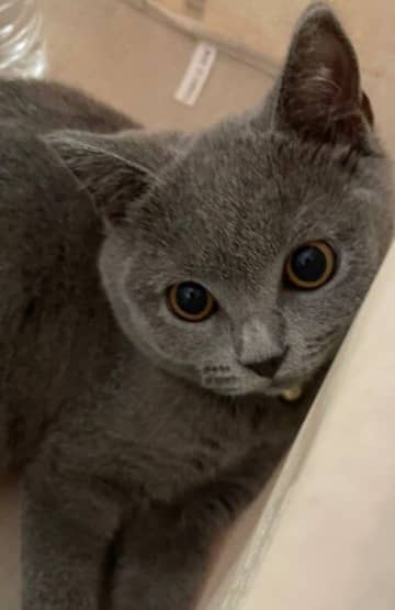 手にすっぽり収まるほど小さくて警戒心が強かった生後4カ月の子猫→4年でスクスクと成長し、飼い主にグイグイ甘える積極的なコに！