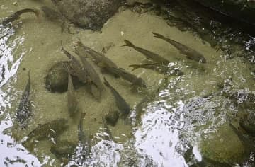 桂林、流れの速い清流で「身が引き締まった魚」を養殖―中国
