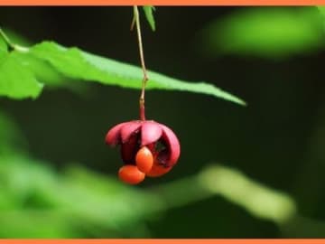 ツリバナの育て方と魅力【ツリバナマユミ/ Spindle tree】