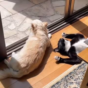 窓の前で外を眺めている犬→『横』を見てみたら、猫が…まさかの『作戦』が面白すぎると44万再生「見事な演技ｗ」「すごいポーズｗ」と爆笑