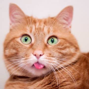 猫が『やたらと舌なめずり』をしているときの理由3選　病気のサインのことも
