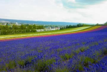 カラフルに染まる「夏の北海道」 森林浴＆散策で満喫したい、富良野・美瑛のハズせない「絶景スポット」3選！