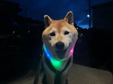 「光る犬」となる柴犬マロたん！暑さの中考えたお散歩事情
