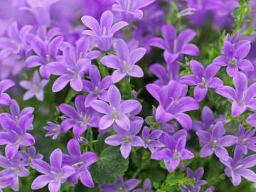 6月28日の花とは？【366日の誕生花と幸せの花言葉】