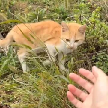 草むらでさまよう『やせ細った野良猫』に手を差し出してみたら…涙あふれる『まさかの展開』に反響「本当に良かった」「ありがとう」