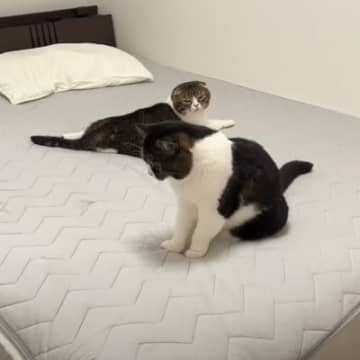 暑すぎるので1年ぶりに『ひんやり布団』を出してみたら、猫が…思わず笑っちゃう『可愛すぎる光景』が3万再生「最高だねｗ」「テンションMAXｗ」
