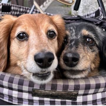 犬の軟便・下痢・粘膜便・臭い便の原因と対処法　犬の困ったうんちの対応は？