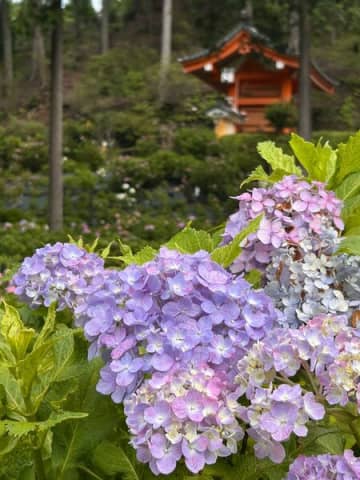 【お出かけ・京都】三室戸寺の紫陽花と蓮の花を愛でる